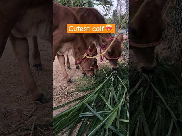 Cutest little calf #shorts #youtubeshorts #trending #village #cow #animals #love