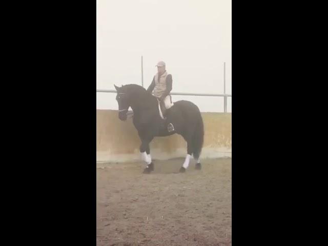 SOLD! Black Stallion PRE by Fantastic PRE Horses