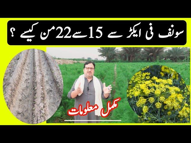 Fennel (Sonf) Cultivation Method Production technology Advanced Farming techniques