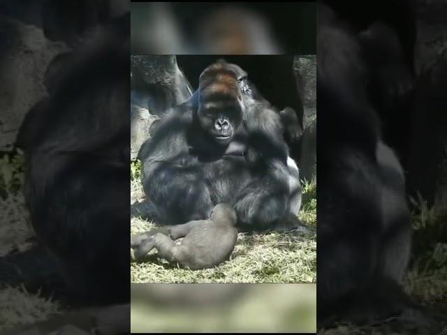 Gorilla Baby Fun #viral #youtubeshorts #shortvideo #animals #short