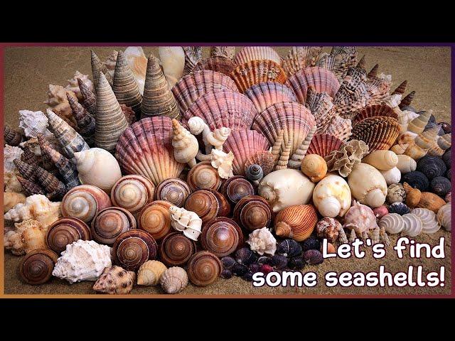 Finding Seashells in Hervey Bay | Massive Mangrove Haul #shelling #shell