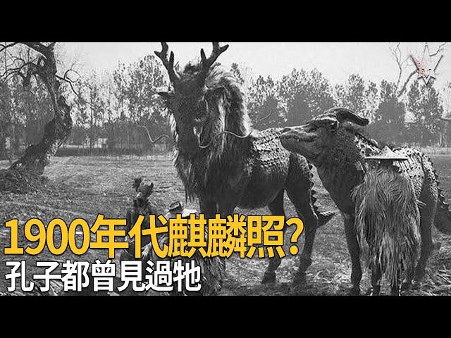 四大靈獸「麒麟」，孔子曾經親眼看過牠並記錄於春秋中，1900年代麒麟照的真偽及民國初年目擊事件，走出幻想世界的真實神獸。