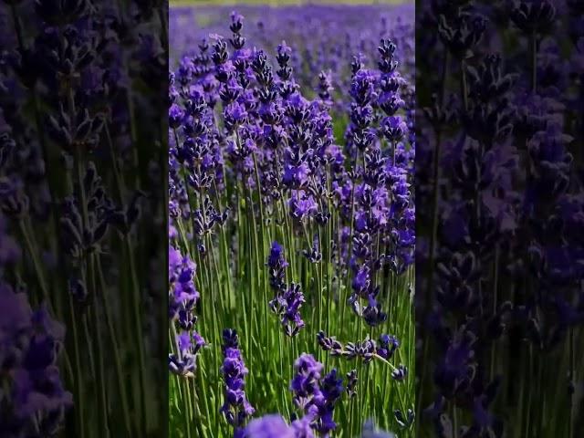 Lavenders in Tbilisi 🪻                #lavender #georgia #flowers
