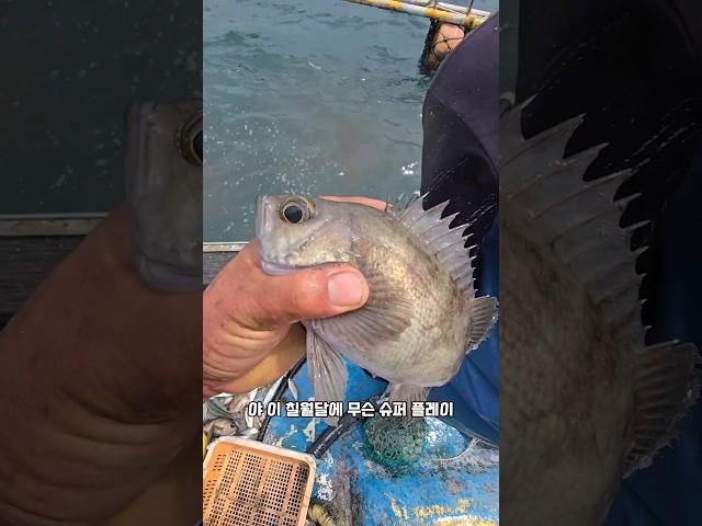 슈퍼 볼락에 또 흥분을 하는뎨.. #남해 #볼락 #여름 #낚시 #외국인 #제철생선