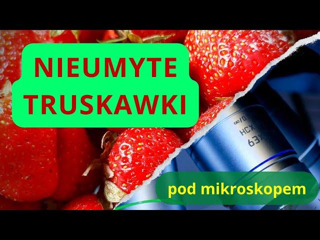 Polskie, nieumyte truskawki pod mikroskopem