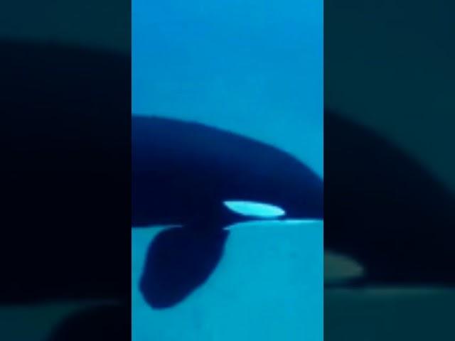 Killer Whale sounds!