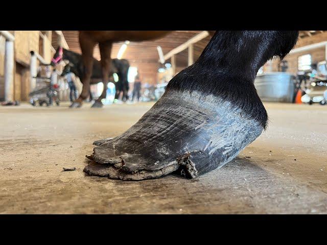 NEGLECTED HOOF Restoration