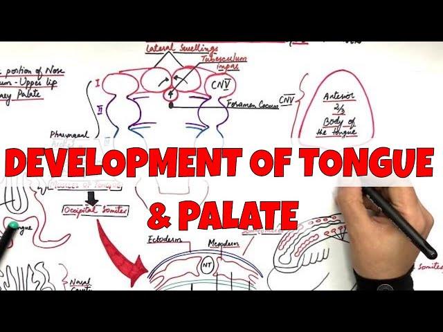 Development of Tongue and Palate - Embryology [LEARN it the most SIMPLE way]