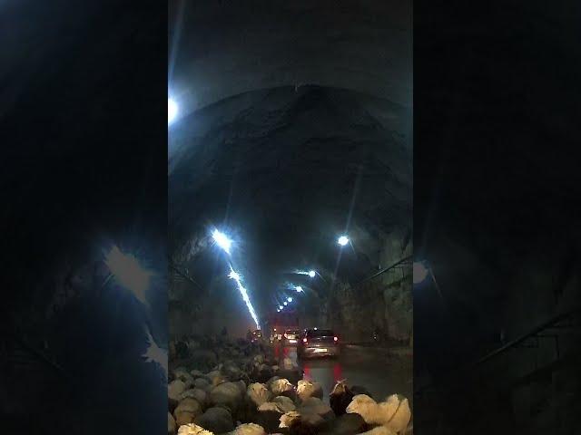 Goats In The Tunnel and Some Sheep Too #shorts