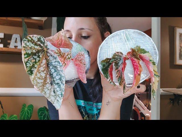 Beautiful Rare Begonia Unboxing. I Can't Handle These Variegated Begonia! Lovely Etsy Shop