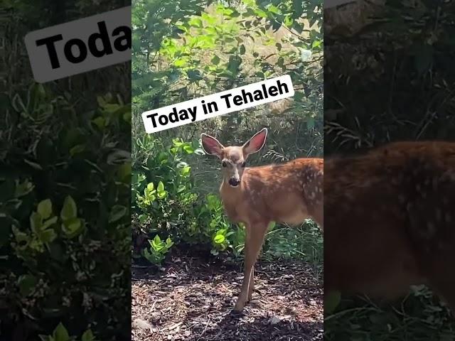 Today in Tehaleh ️ - It’s Truly Like Living in a Forest - Come Experience a New Way of Living!