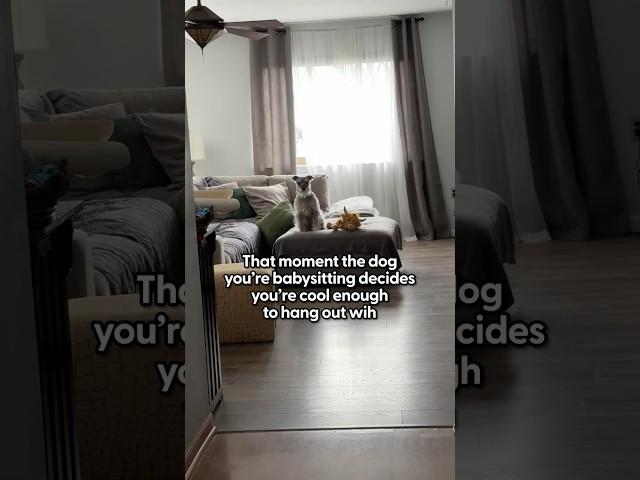 When The Dog You're Babysitting Decides You're Cool  | The Pack