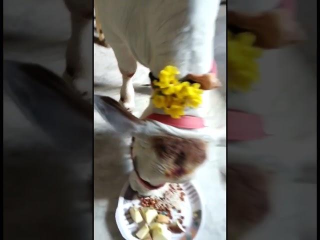 Gowri Pooja #trending #ytshorts #devotionalshorts