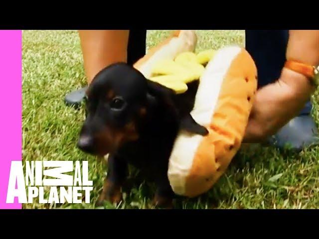 Tina The Dachshund Plays With Her Pups In Adorable Hot Dog Outfits | Too Cute!