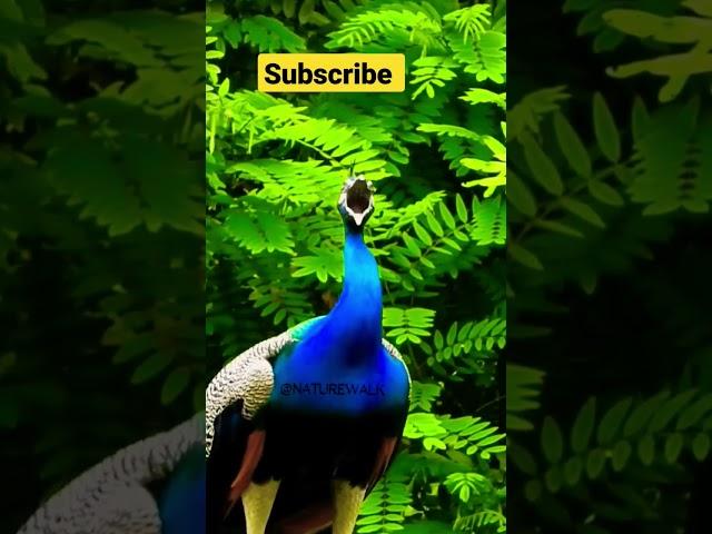 peacock sound video #peacock #birdsounds #shorts #viral #birds