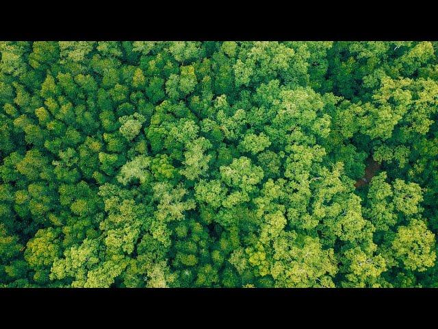 A Future with Forests
