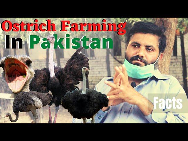 Ostrich Farming in Pakistan | Profit or Loss | Ostrich Egg Farm | Cattle Farms | Eid 2020 | TPP