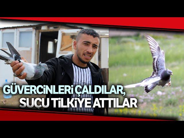 Taklacı Güvercinleri Çaldılar, Suçu Tilkiye Attılar