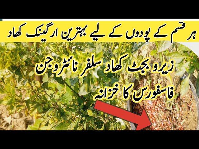 Best home made Fertilizer For Alla Plants |Organic Fertilizer | Kitchen weast se bnai khad