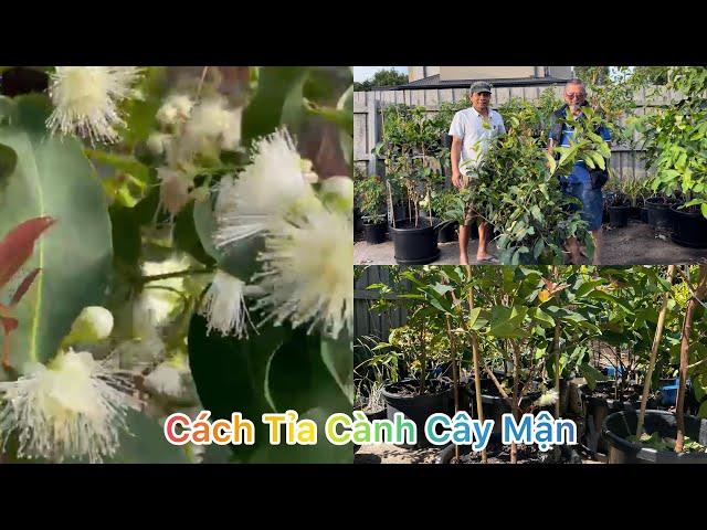 CUỘC SỐNG ÚC l CÁCH TỈA CÀNH CHO CÂY MẬN RA NHIỀU TRÁI l HOW TO GROW THE PLANTS FOR MULTIPLE FRUITS