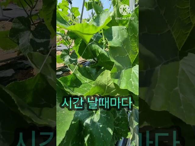 재능대학교 복지케어과 (옹달선생)주말농장 애호박