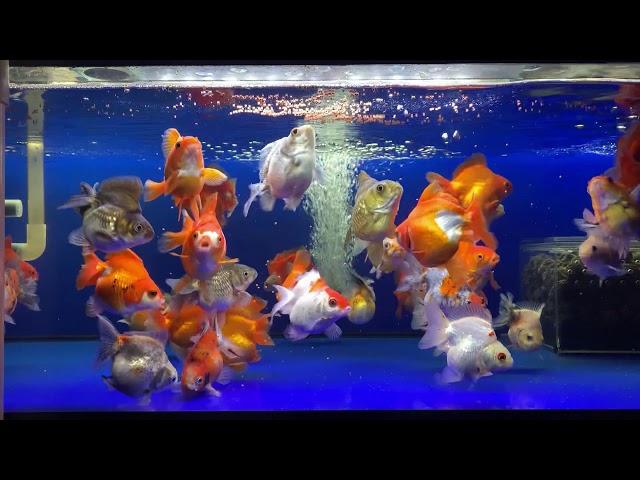 悠悠水族精品金魚_高背短尾琉金(9-12cm)