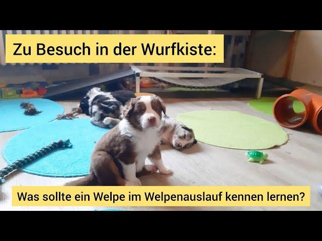 Zu Besuch in der Wurfkiste: Wie sollte ein Welpenauslauf aussehen und warum ist das nötig?