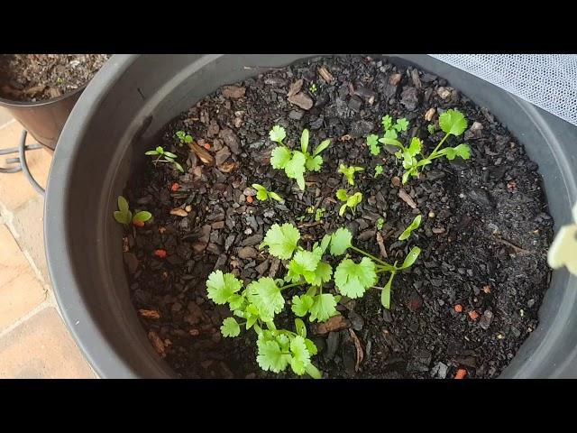 Grow your own Coriander/ Cilantro (Part 2 - Seedling Protection & Update on Part 1)