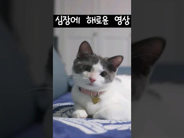 사나운 맹수의 사냥현장.. #야옹이 #개냥이 #고양이 #고양이일상 #cat #브리티시쇼트헤어 #고양이영상 #집사vlog #cute #ねこ #かわいい猫