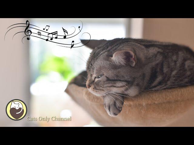 Music to Relax Cats - Deep Sleep Music, Calming Music, Anxiety Relief