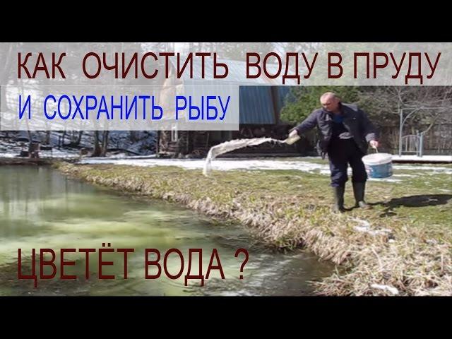 Известкую пруд с рыбой и  вода не цветёт. Свой водоём на участке