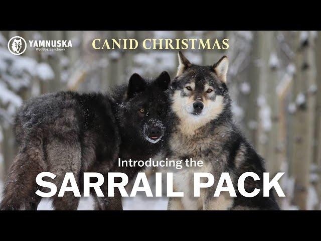 MEET THE SARRAIL PACK! Canid Christmas at Yamnuska Wolfdog Sanctuary