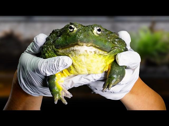 My Giant Frog Escaped, so I Made Him a Mansion (African Bullfrog Paludarium)