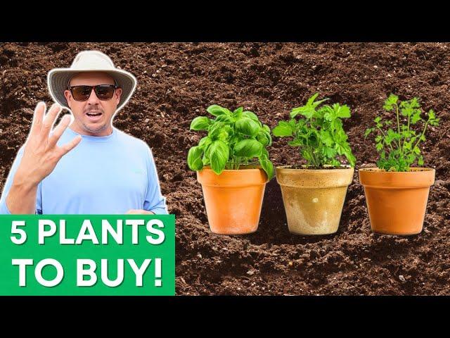 5 Plants to Buy vs Starting from Seed