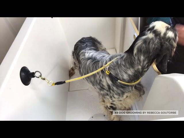 #englishsetter #doggrooming Gertie the English Setter