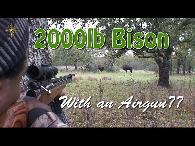 2000lb Bison...With an Airgun??