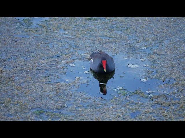 Green Cay Wetlands