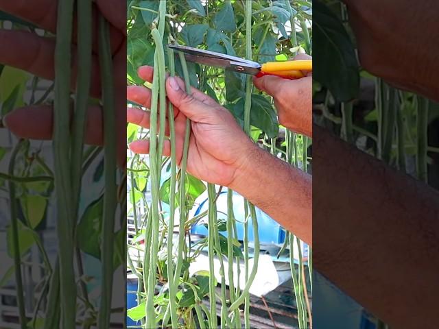 How to grow long bean from seed to harvest