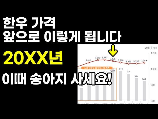 폭락한 소값, 언제 다시 회복될까? (한우 가격)