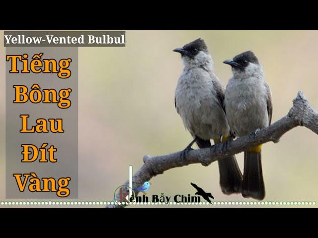 Tiếng Chim Bông Lau, Chào Mào Đít Vàng Mồi | Yellow Vented Bulbul | Kênh Bẫy Chim