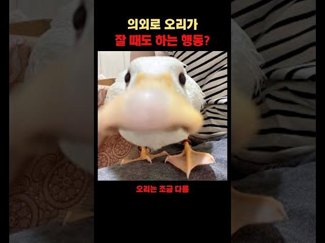 의외로 오리가 잘 때도 하는 행동?
