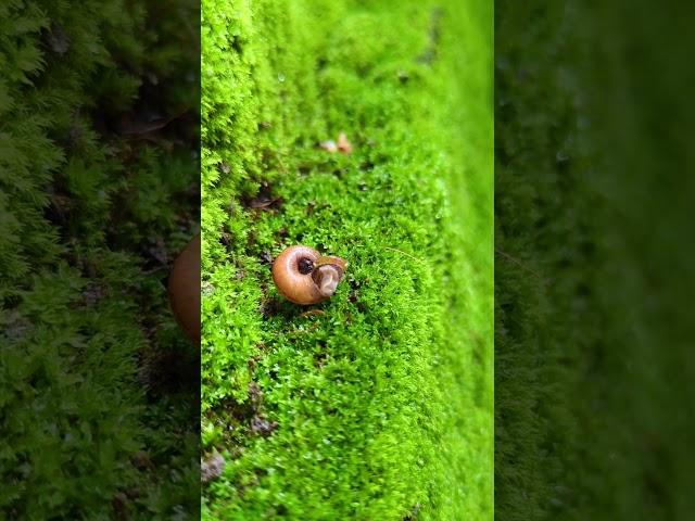 baby snail #shorts #short #tranding #ytshorts #youtubeshorts #snail #usa