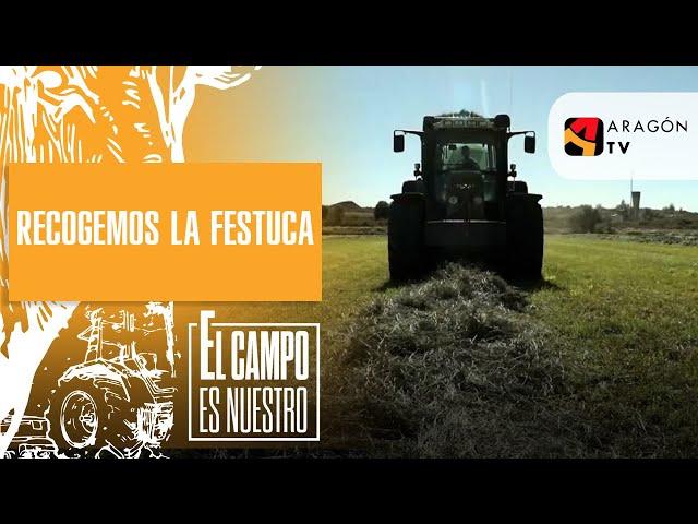 Recogemos la festuca, tras tres días de secado