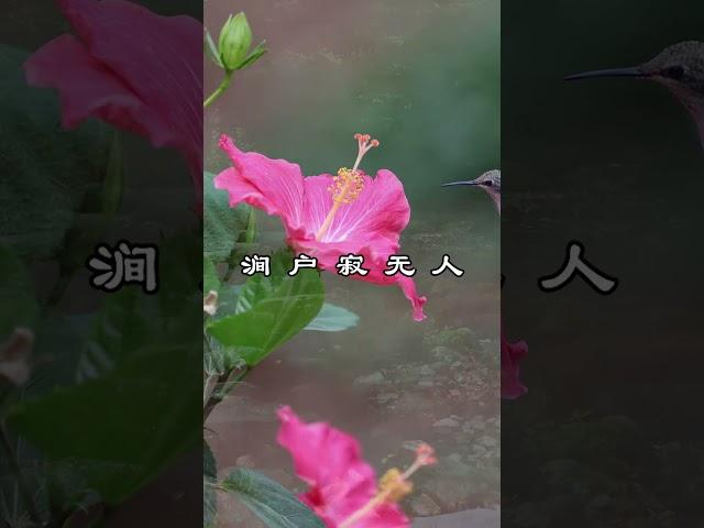 中文古典诗词：《辛夷坞》[唐]王维