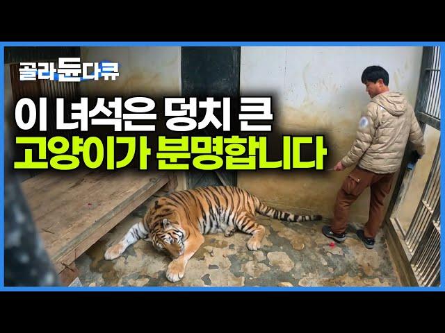 순하기로 소문난 호랑이가 내성발톱에 걸렸다. 결국 수의사가 들어갔는데｜별명이 호냥이라는 '이호' 치료과정｜극한직업｜#골라듄다큐