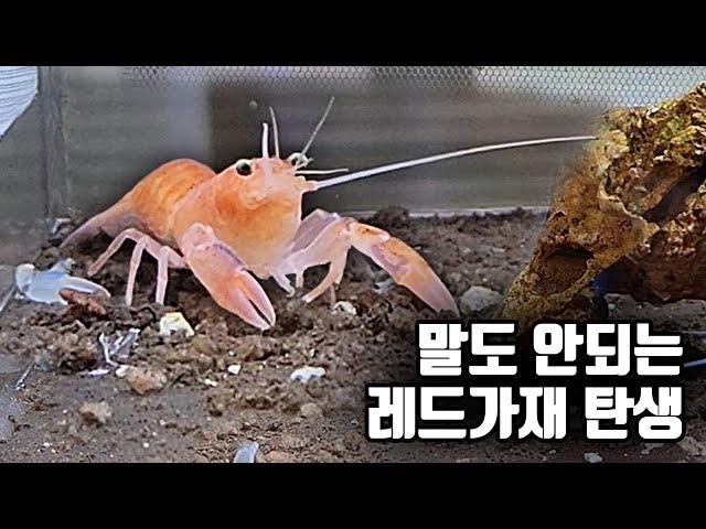 파란가재 배에서 빨간가재가 태어났어요!! (물생활 20년 만에 처음입니다!)