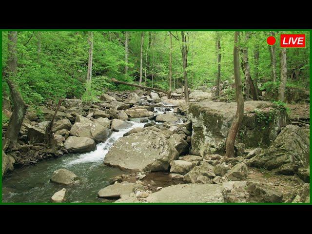  Beautiful Nature Soothing Music For Relaxation & Stress Relief  Calm Music  Meditation, Sleep