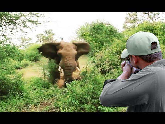 Sustainable Elephant Hunting A Challenge and Difficulties for Ecosystem Balance