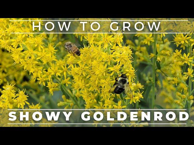 Showy Goldenrod - A True Pollinator Magnet