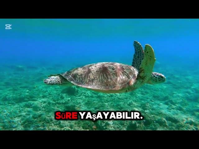 kaplumbağalar su altında gayet net olabilir